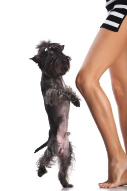 Dancing dog and woman clipart