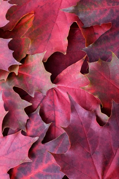 Autumnal background from maple leaves — Stock Photo, Image
