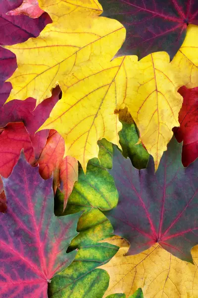 Herbstlicher Hintergrund aus Ahornblättern — Stockfoto