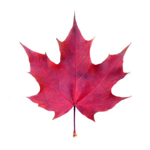 stock image Maple leaf on white