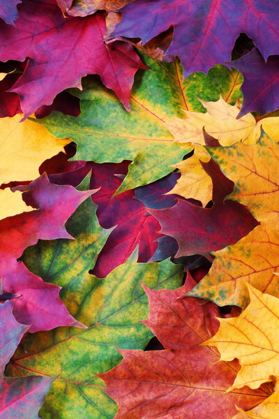 Autumnal background from maple leaves