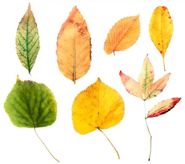 Herfst bladeren collectie — Stockfoto