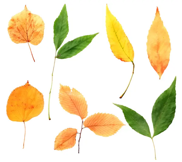 Kolekce podzimní listí — Stock fotografie