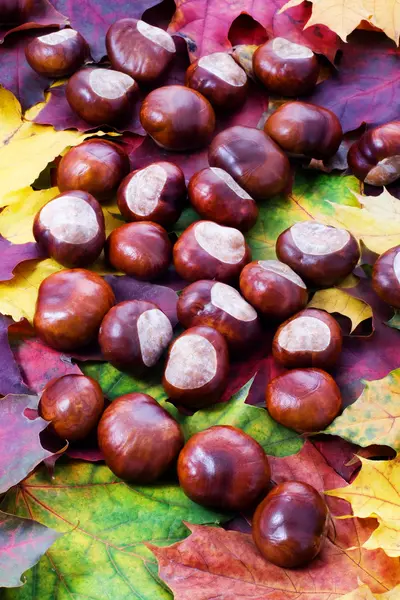 Chestnut and maple leaves background — Stock Photo, Image