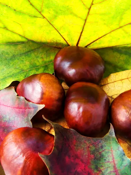 Chestnut and maple leaves background — Stock Photo, Image