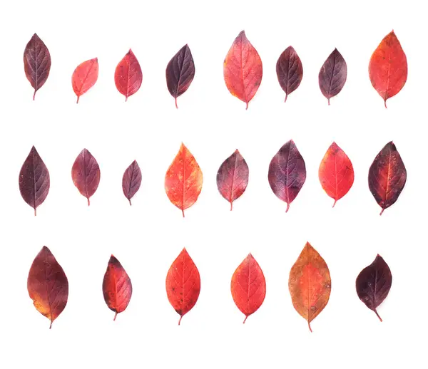 Autumnal leaves collection — Stock Photo, Image