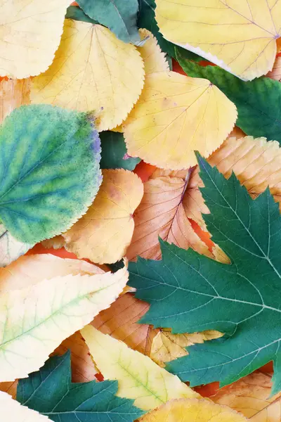 Herbstlicher Hintergrund aus Blättern — Stockfoto