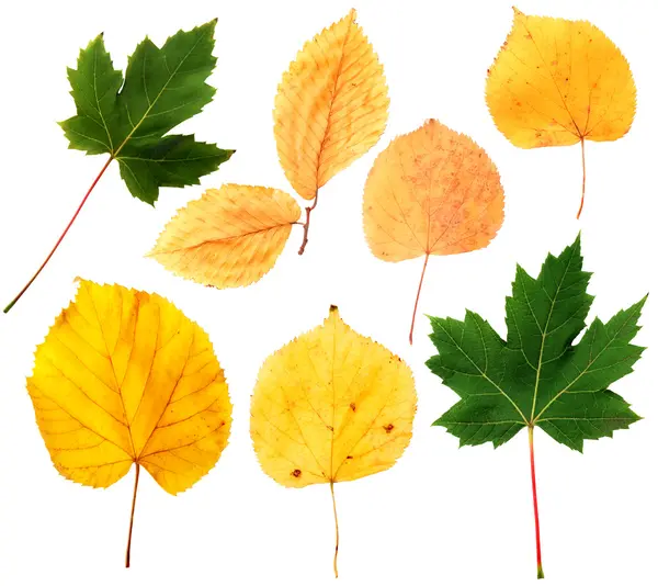 Autumnal leaves collection — Stock Photo, Image