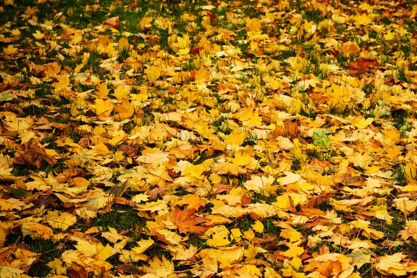 Podzimní koberec z javorového listí — Stock fotografie