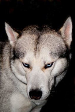 Husky closeup clipart