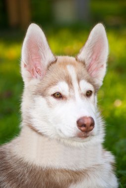 Husky yavrusu