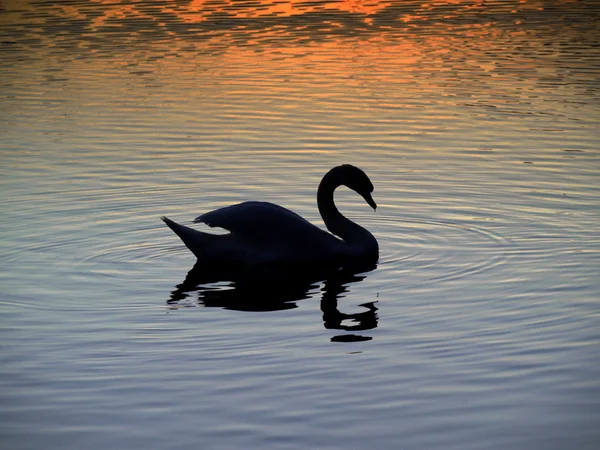 stock image Sunset - swan