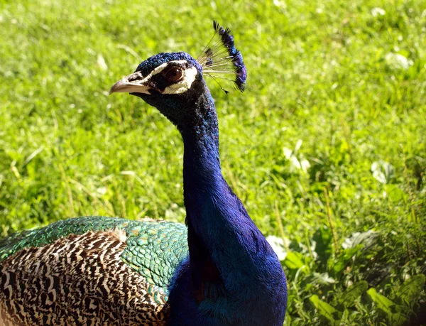 Vackra färgglada påfågel — Stockfoto