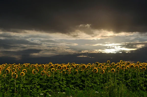 Sonnenblumen und Sonnenuntergang — Stockfoto