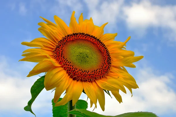 Sunflower on The Sky — Stock Photo, Image
