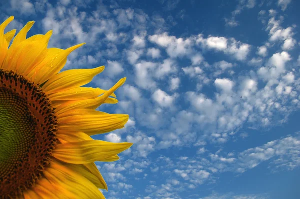 Zonnebloem aan de hemel — Stockfoto