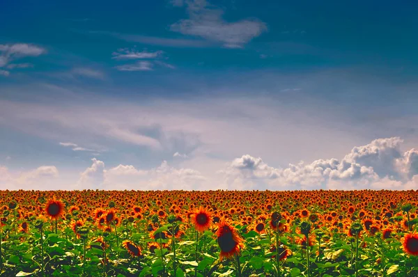 Beautiful Sunflowers — Stock Photo, Image