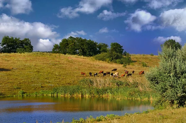 Стада корів — стокове фото