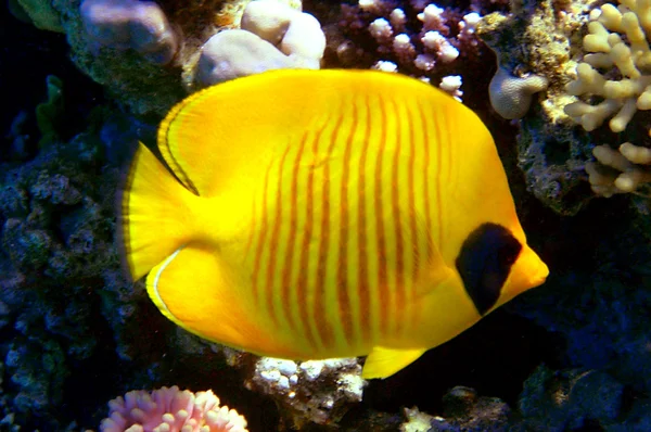 Masked Butterfly Fish — Stock Photo, Image