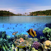Foto einer Korallenkolonie