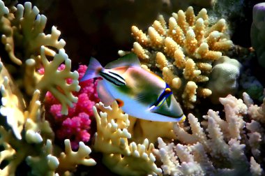 Coral fish Rhinecanthus assasi clipart