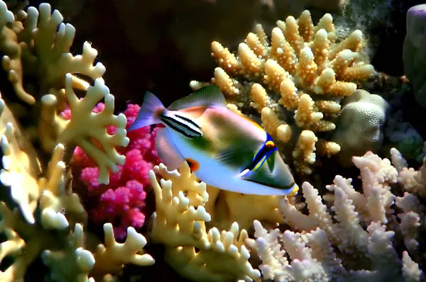 Coral fish Rhinecanthus assasi — Stock Photo, Image