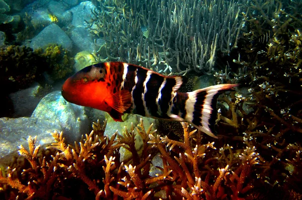 Red-breasted Wrasse (Cheilinus fasciatus) — Stock Photo, Image