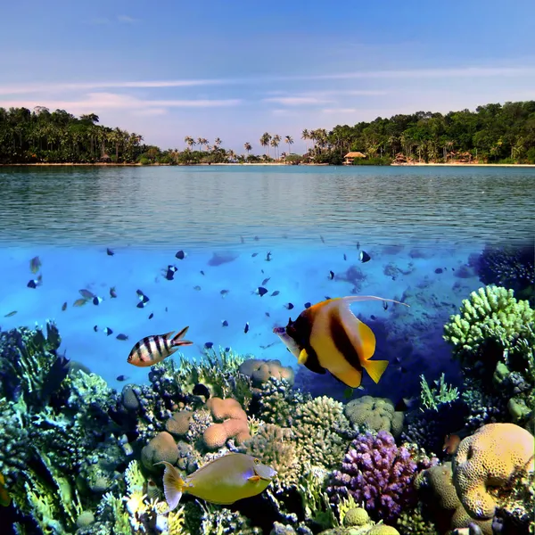 Bir mercan kolonisinin fotoğrafı — Stok fotoğraf