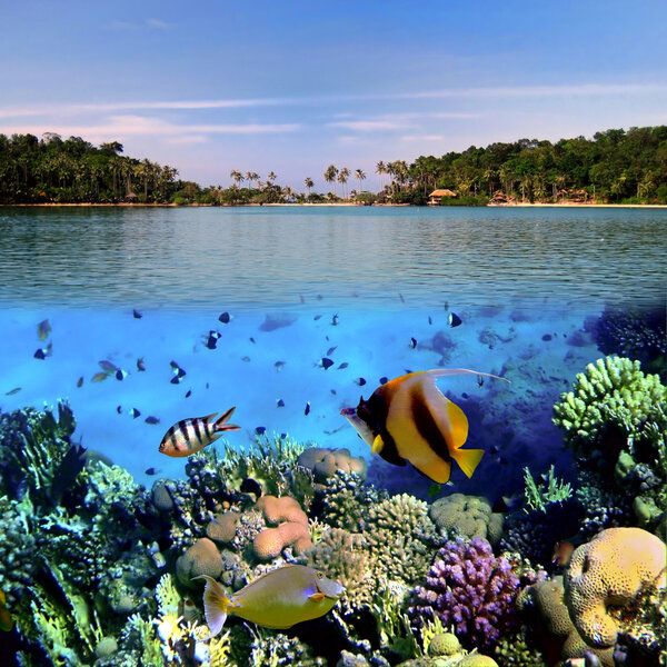 Фото коралловой колонии