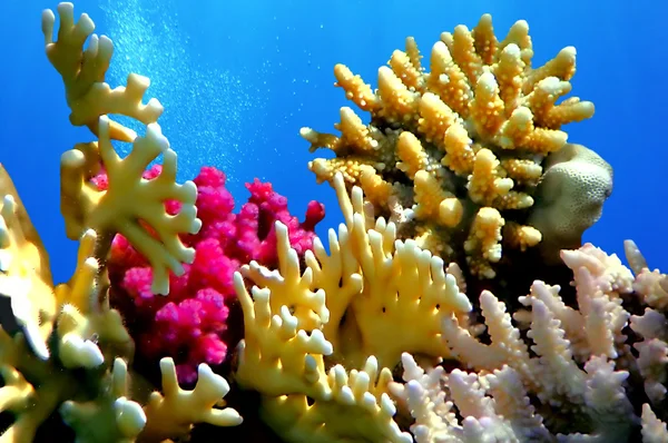 Arrecife de coral de mar rojo —  Fotos de Stock