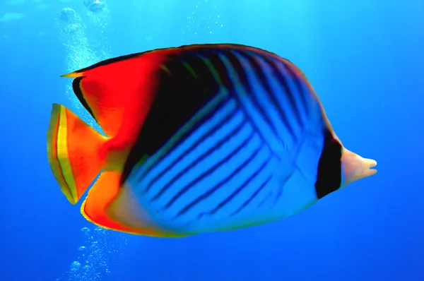 Threadfin butterflyfish — Stock Photo, Image