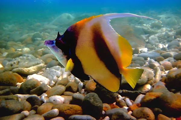 Vimpel taggtand (bannerfish) — Stockfoto