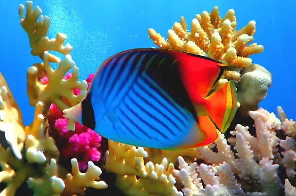 Threadfin fjärilsfisk (Chaetodon auriga) korall — Stockfoto
