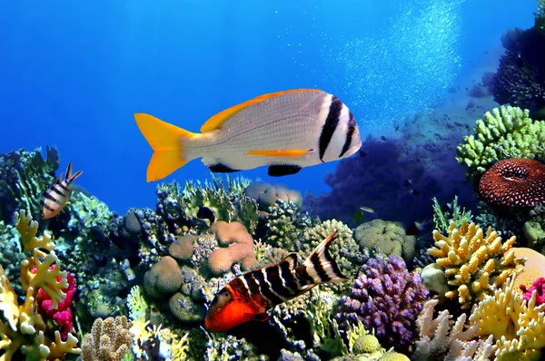 Doublebar 鲷鱼和珊瑚 — 图库照片