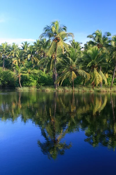 stock image The palm groves in the backwaters of Kerala
