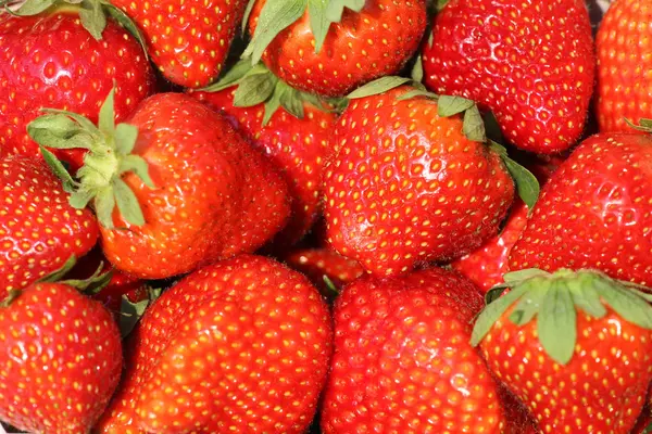 stock image Strawberries