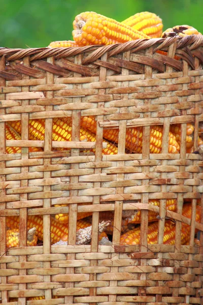 Harvested Corn In Basket — Stock Photo, Image