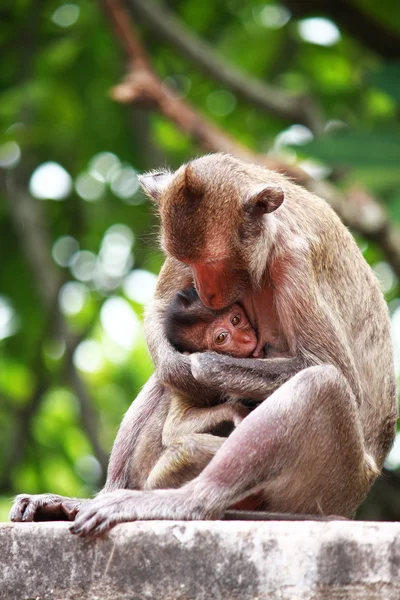 Mother monkey is breastfeeding her baby — Stock Photo, Image