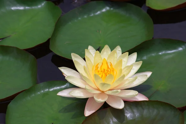 A pristine water lily flower — Stock Photo, Image