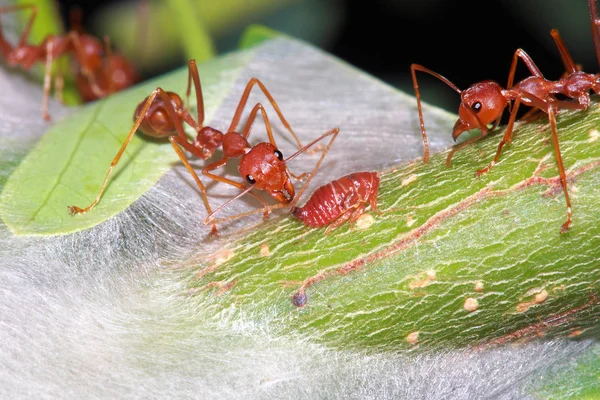 Ant eat a drop of a sweet from aphid — Stock Photo, Image
