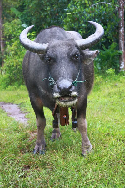 Thailändischer Büffel — Stockfoto