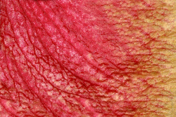 Textura vermelha da orquídea pétala — Fotografia de Stock