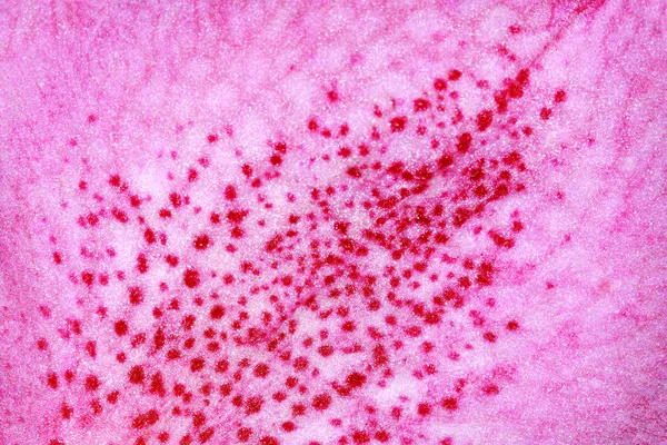 핑크 꽃잎 난초 — 스톡 사진