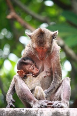 maymun ve bebek