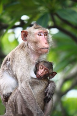 maymun ve bebek