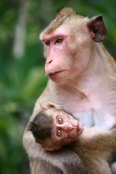 Monkey en baby — Stockfoto