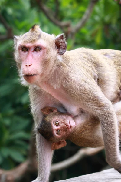 Monkey and baby — Stock Photo, Image