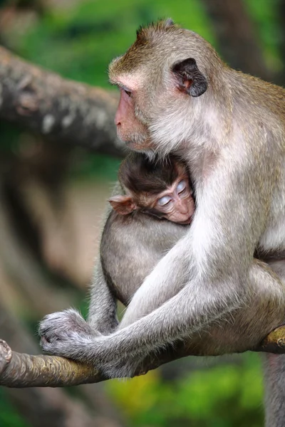 Мавпа і дитини — стокове фото