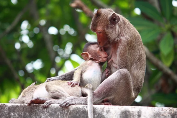Мавпа і дитини — стокове фото