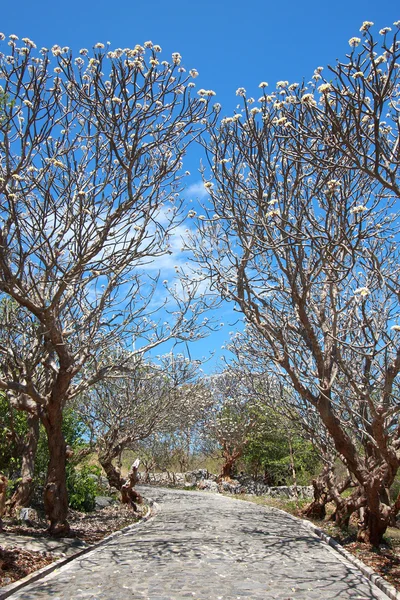 Path way with frangipani